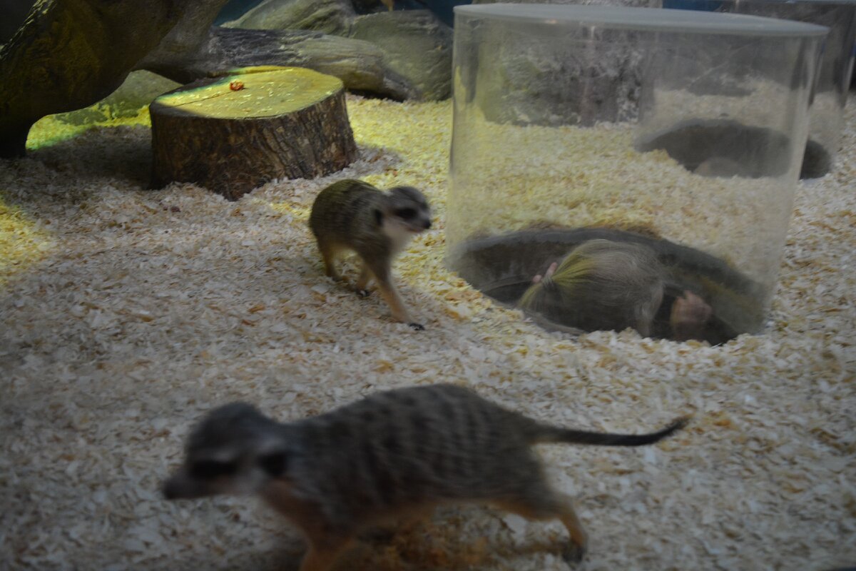 Это сурикаты и голова моей сестры