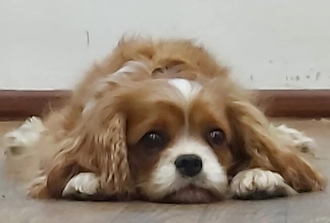 Кавалер Кинг Чарльз Спаниель Бэлла