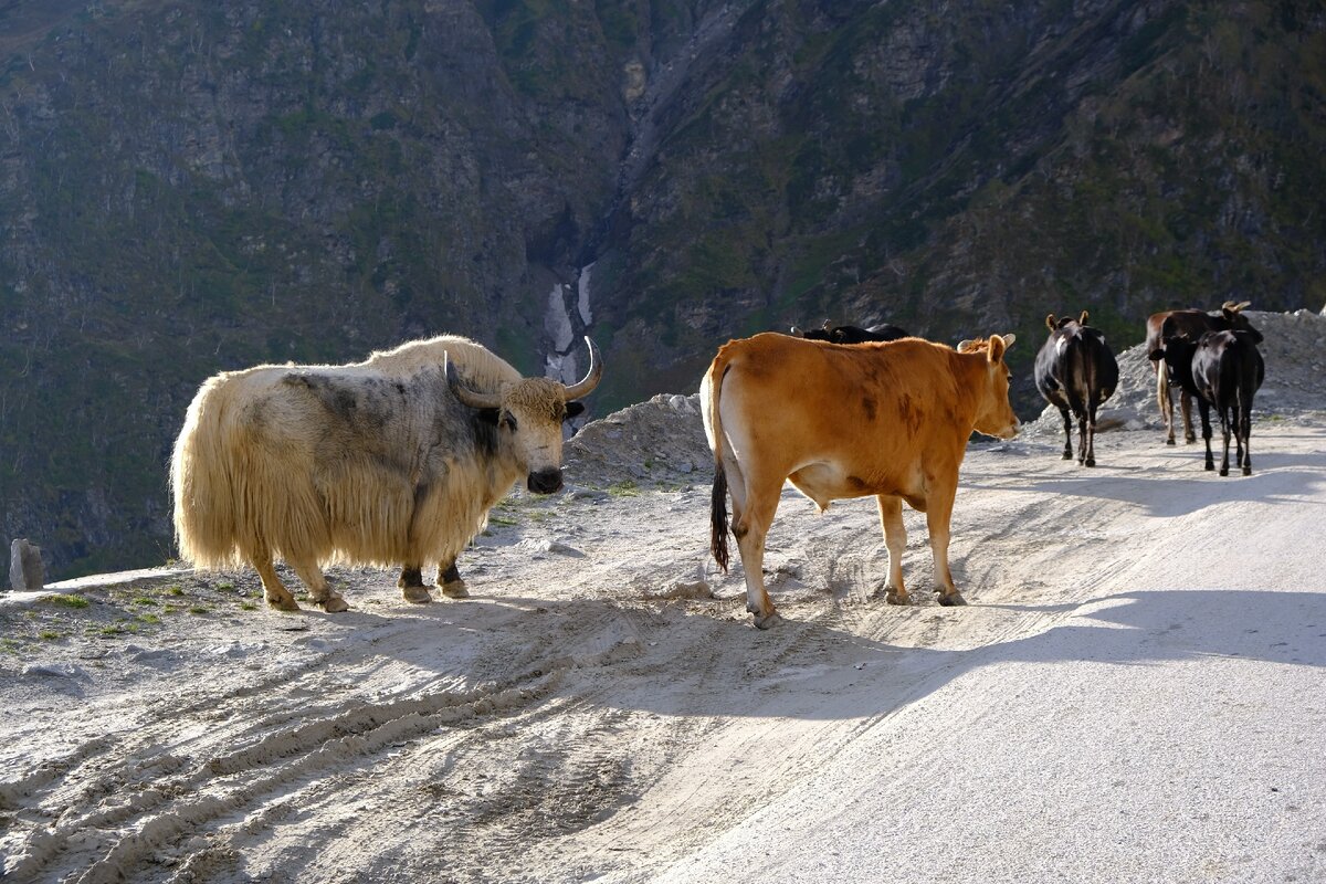 Автор фото в Instagram: @krutsolt_photo 