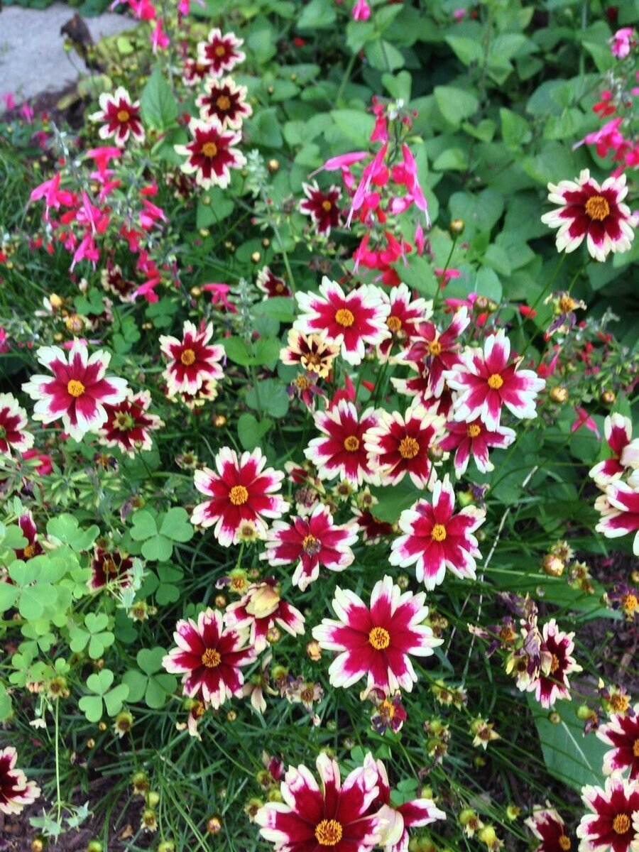 Кореопсис Coreopsis Ruby Frost