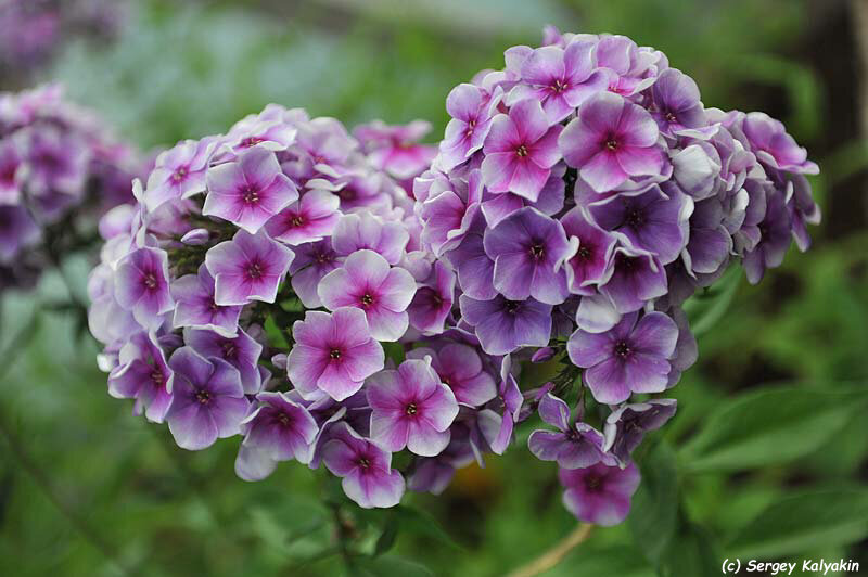 Флокс Алексей Ленский