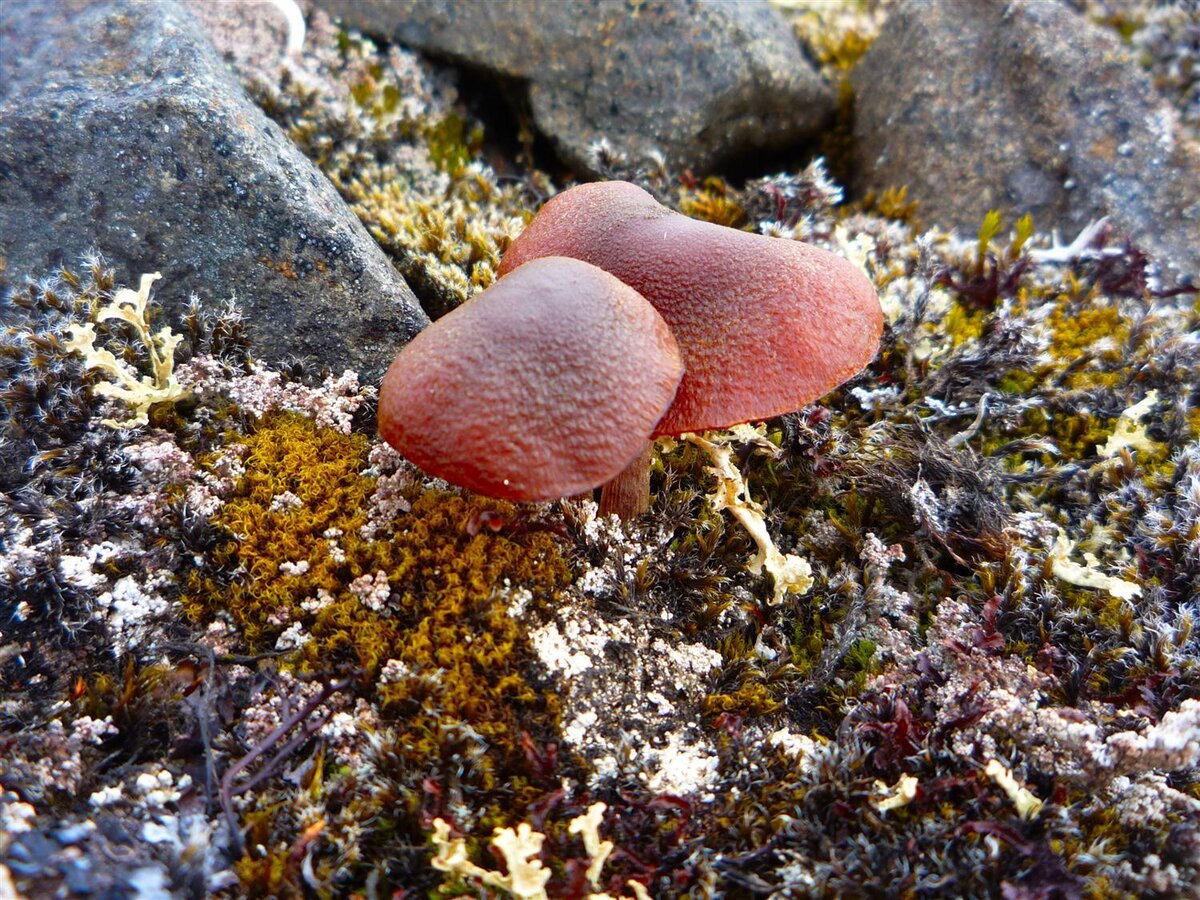 Самые живучие организмы: грибы встречаются в Арктике, даже неподалеку от северного полюса