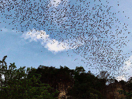 Bat Caves at Phnom Sampov