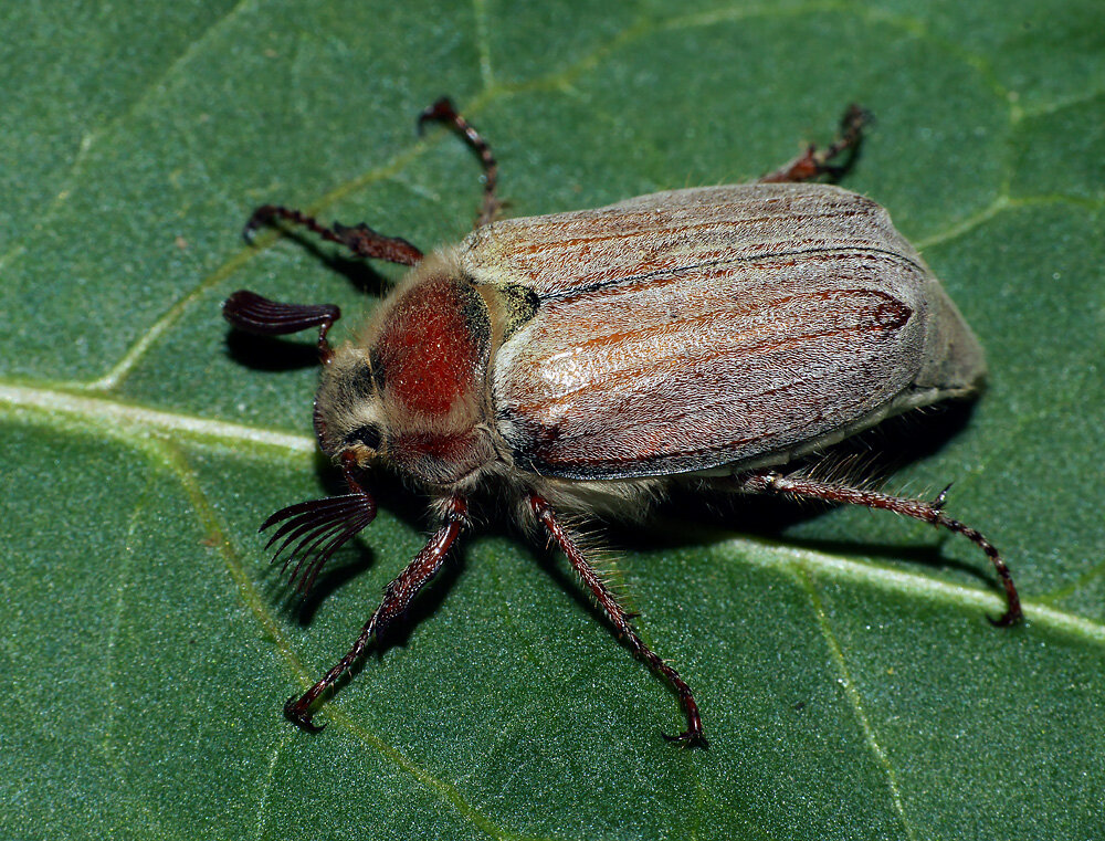 Майский жук цыган. Майский жук хрущ. Майский жук хрущ. Майский жук какой. Майский жук (хрущ майский).