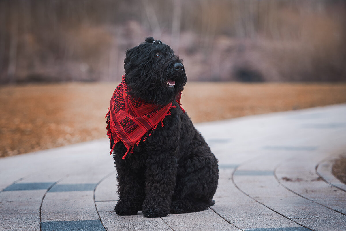 Маленькая Черная Собачка собственной персоной