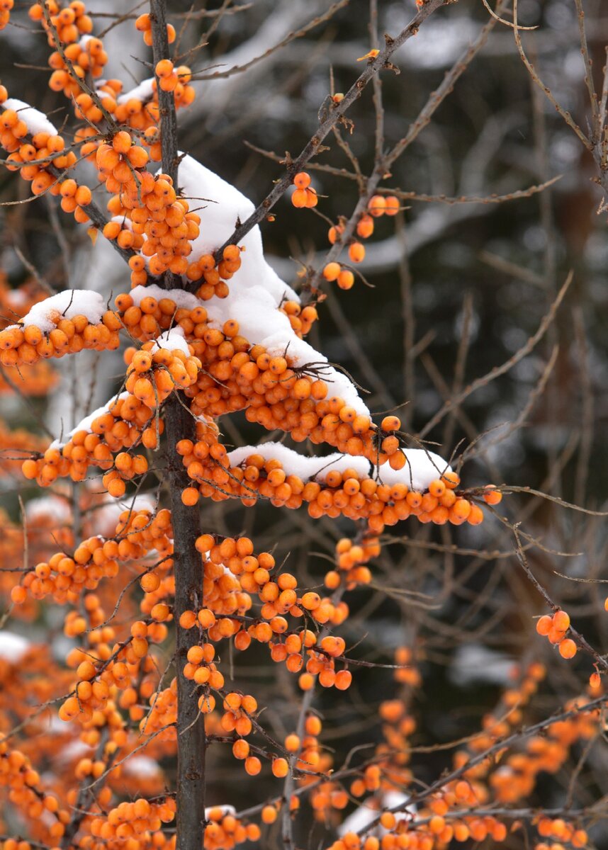 Советы - Съемка зимой, как сделать снег естественно белым.