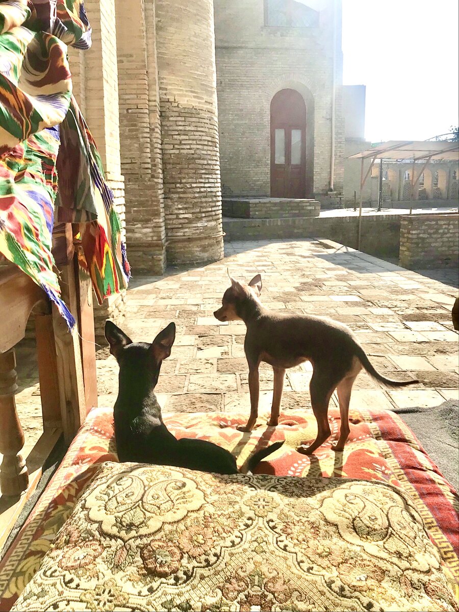 Болтик и Волька, Бухара