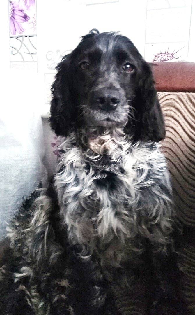 Грустная красавица - русский спаниель