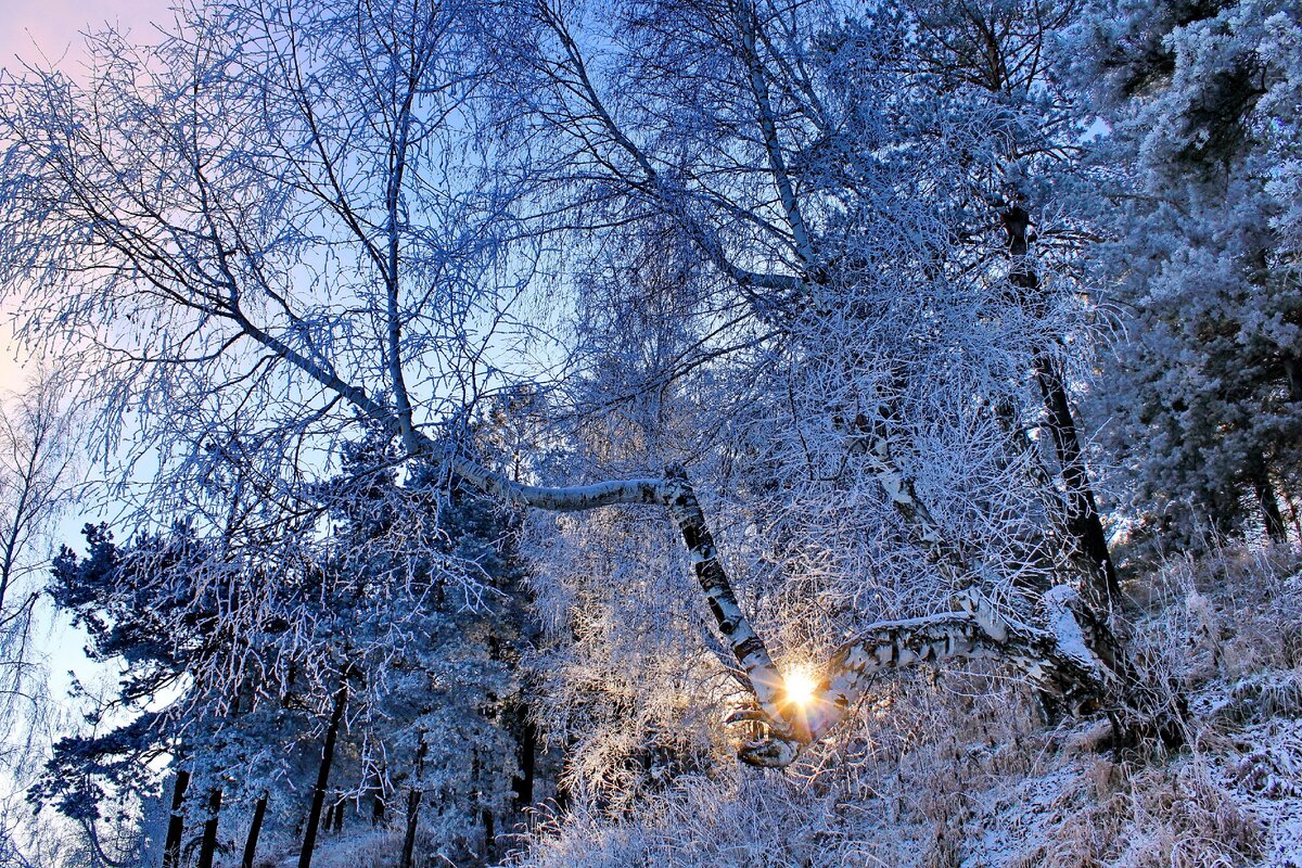 Зимний лес фото красивые