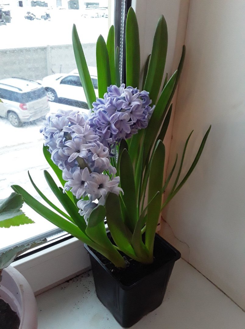 Гиацинты зацвели перед новогодними праздниками