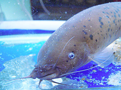 "Электрический" сом