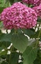 Мэджикал Пинкербелл