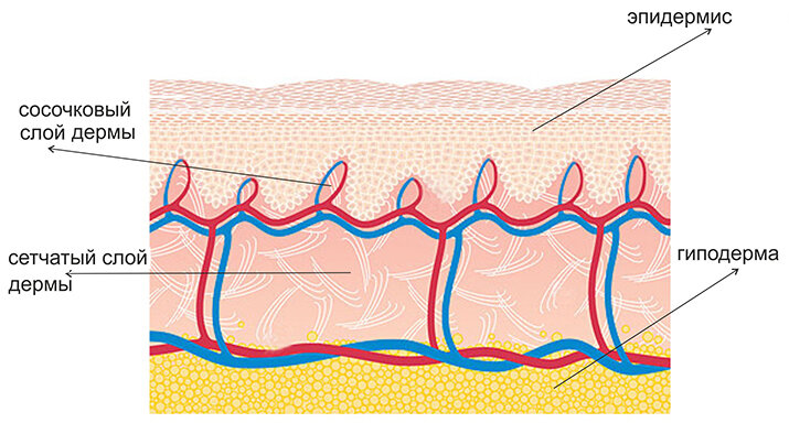 Рисунок закодирован на границе между дермой и эпидермисом, он становится почти постоянным и не может быть разрушен поверхностными повреждениями кожи. 