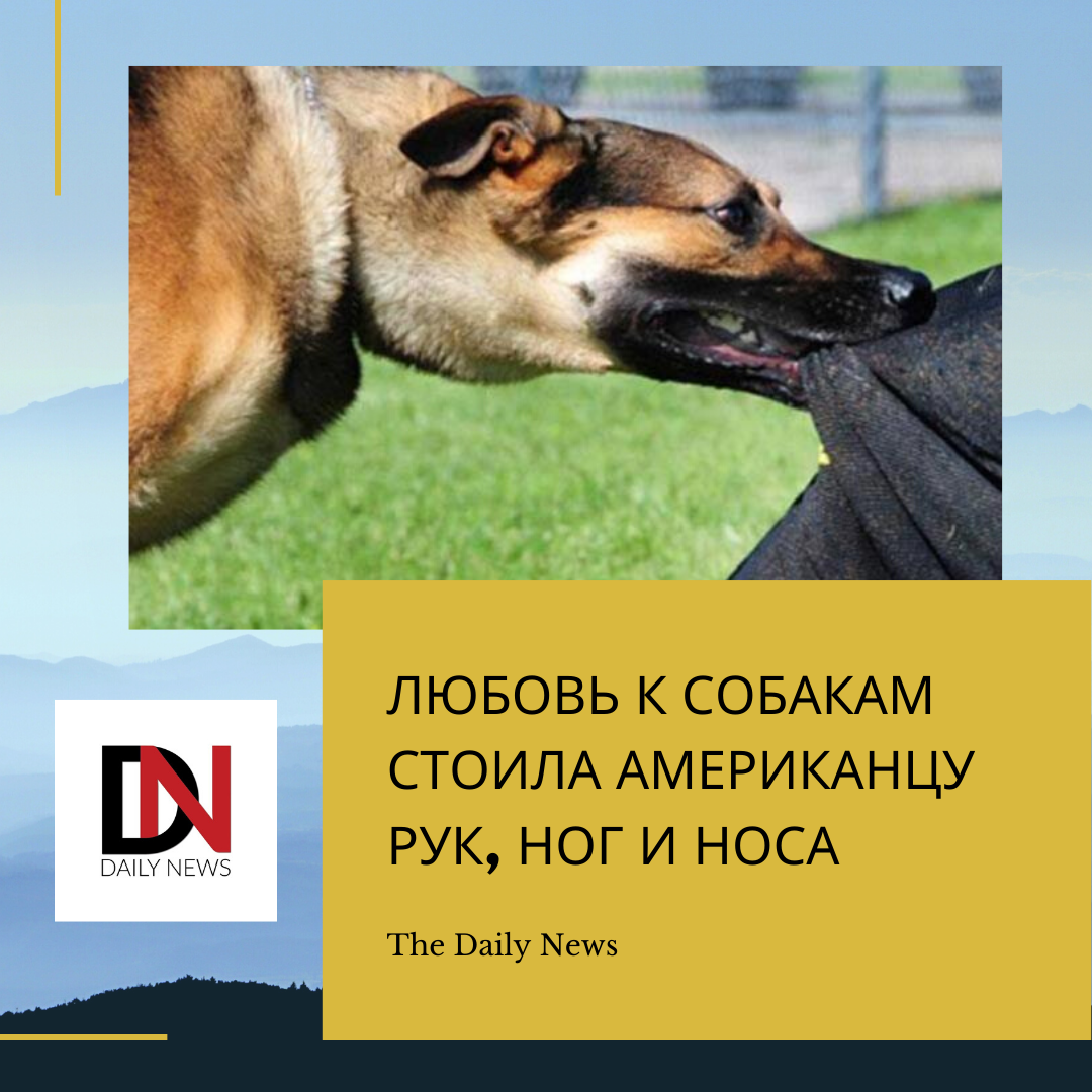 #собаки #драки #новости #овчарка 