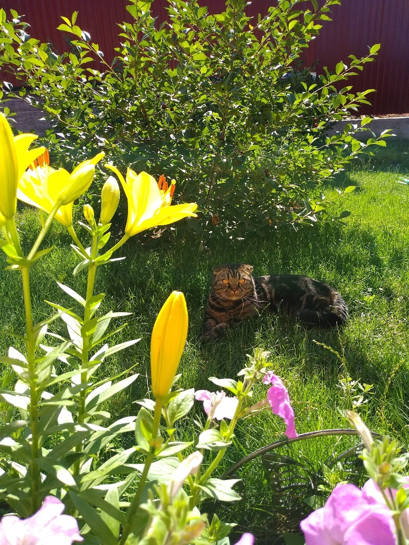 Степа под вишней