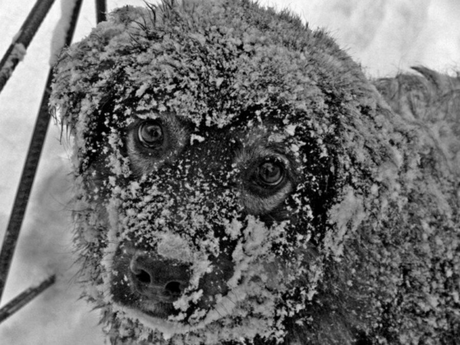 - Я всего лишь бездомный пёс. Прости. Прощай.