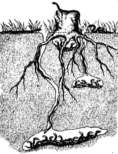 Зимовка гадюк

Н.И. Калабухов. Спячка животных / М., Советская наука, 1946
