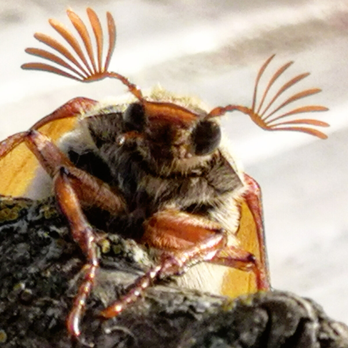 Этот кадр назвал "Дратути!", но всем рекомендую здороваться правильно! Это плюс к карме!