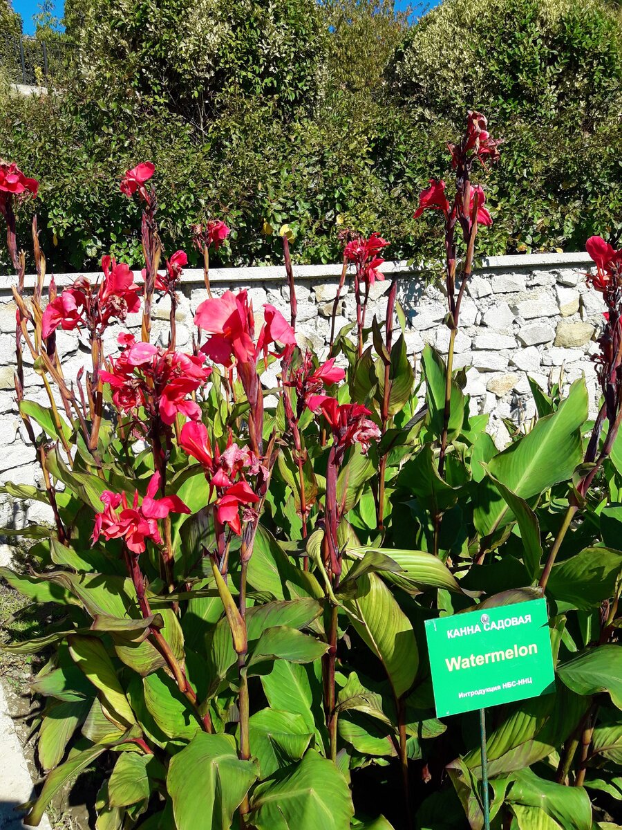 Посетили Никитский ботанический сад (Крым): хрустальная симфония от игры на бокалах, розы и вечнозеленые деревья