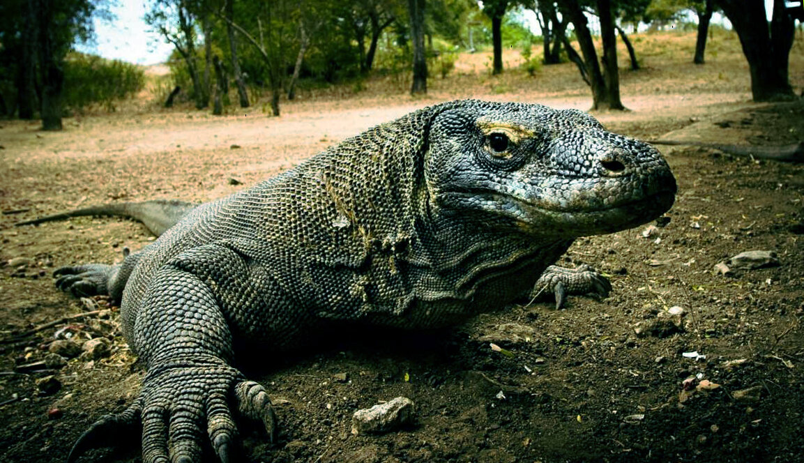 Чем знаменит и опасен комодский варан? огромная ящерица острова Комода |  Мир животных | Дзен