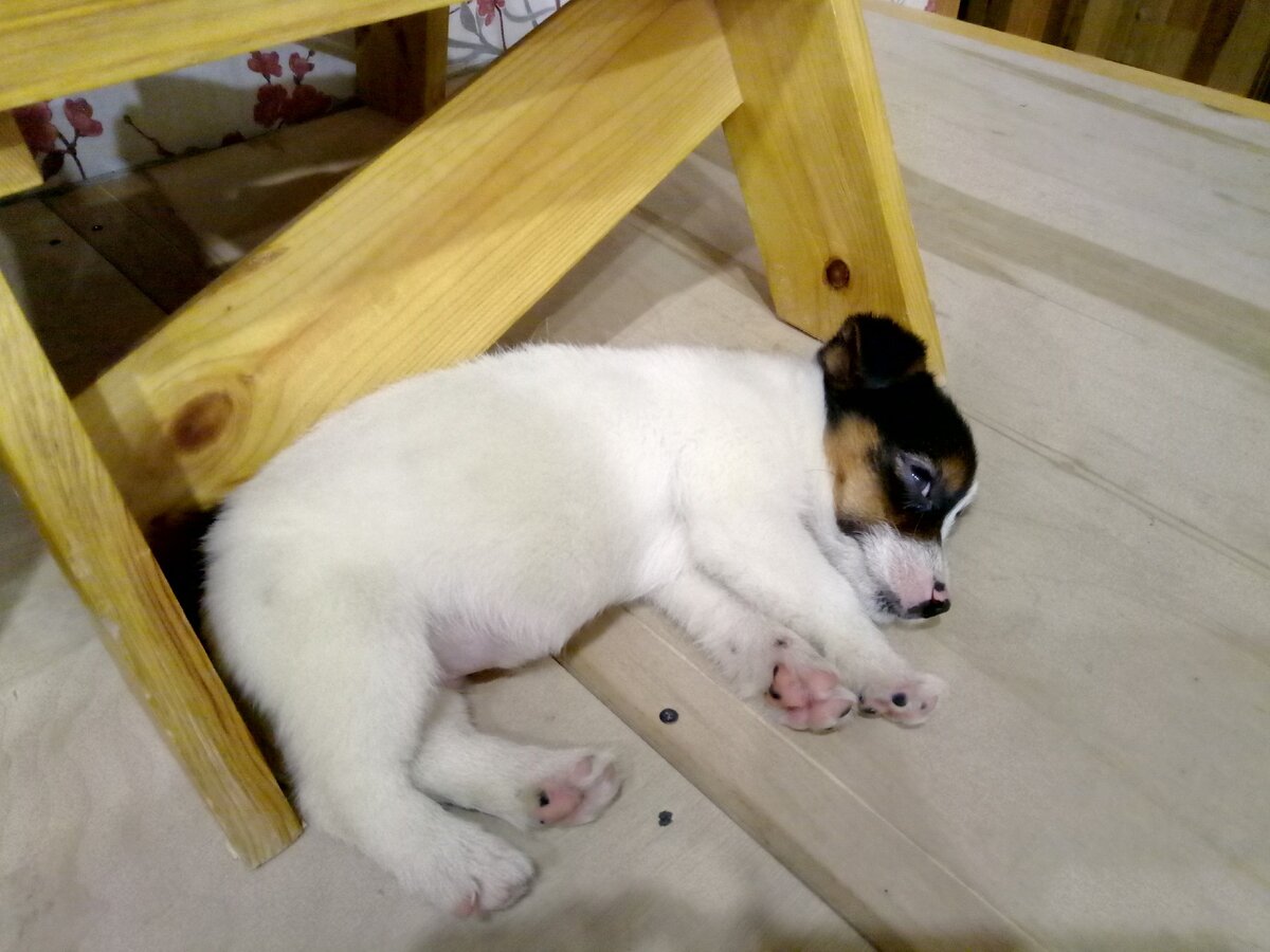 Непонятное существо