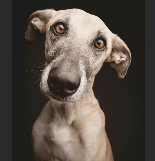 Милаха с потрясающими глазками. Фото - yandex.kz 