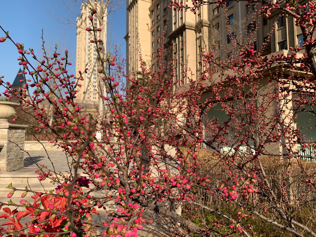 Весна весна в Харбине 