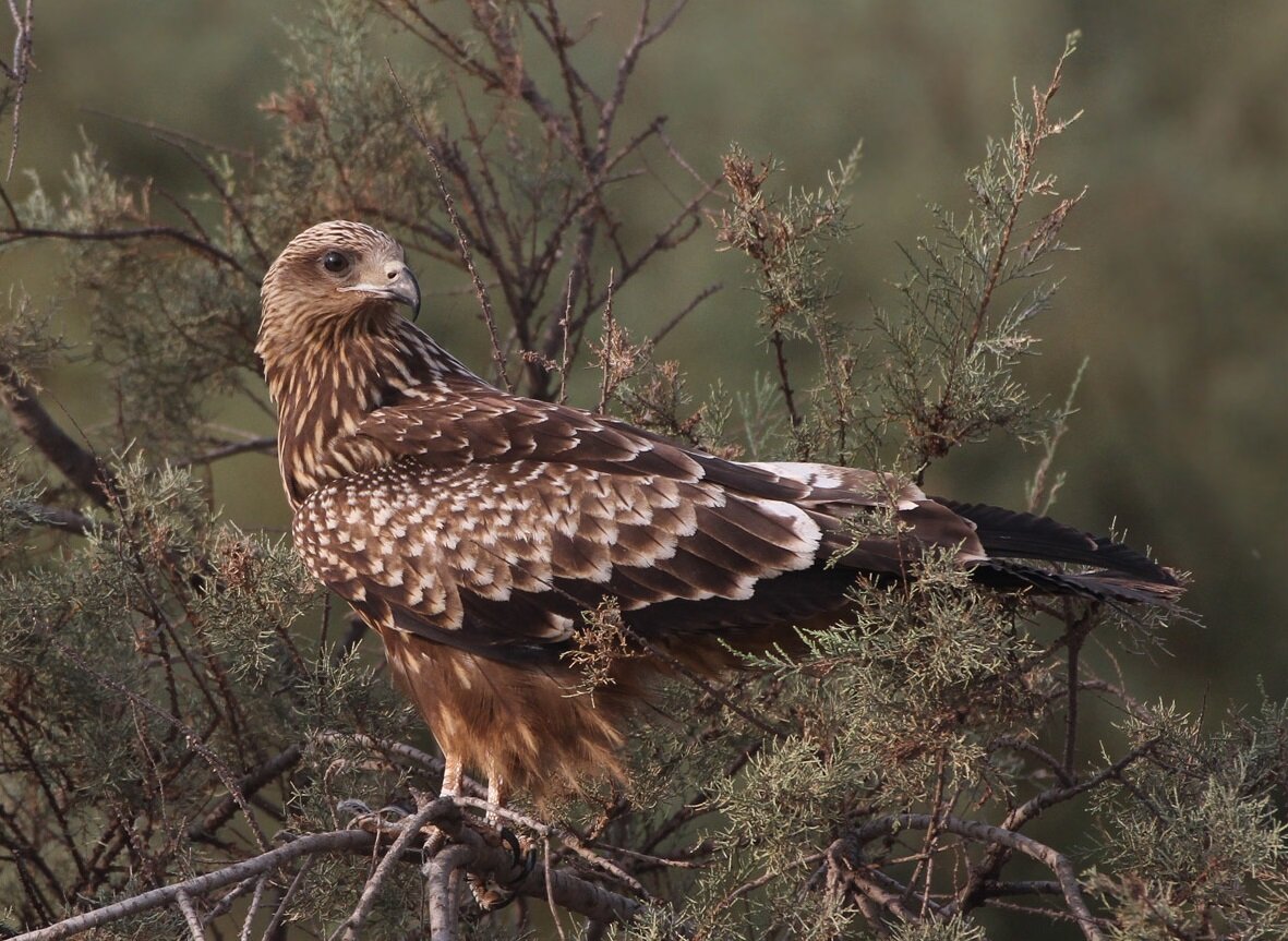 Фото из открытого доступа