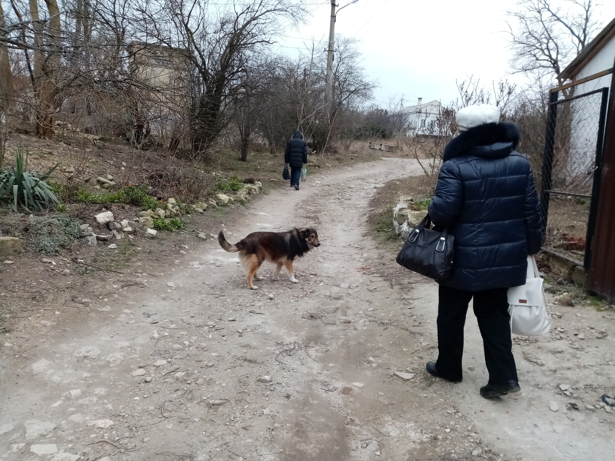 А на этом фото молодой уличный пес, который отлично знает все 6 своих имен. Его кормят все соседи по улице и каждый зовет своей кличкой.