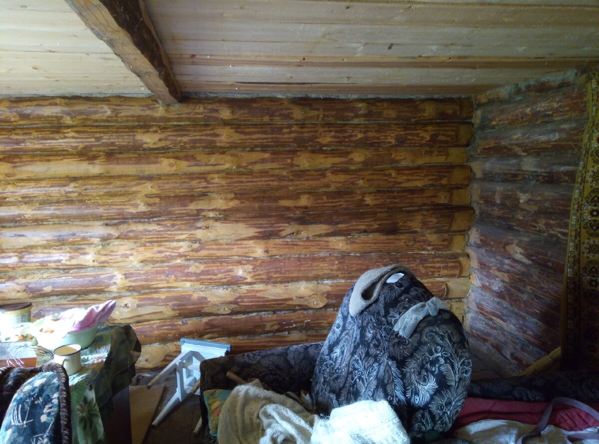 Первая стена-готова. Справа можно увидеть, как выглядит необработанный сруб