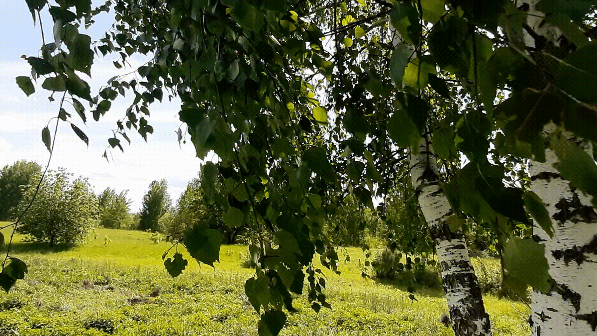 Береза на Троицу