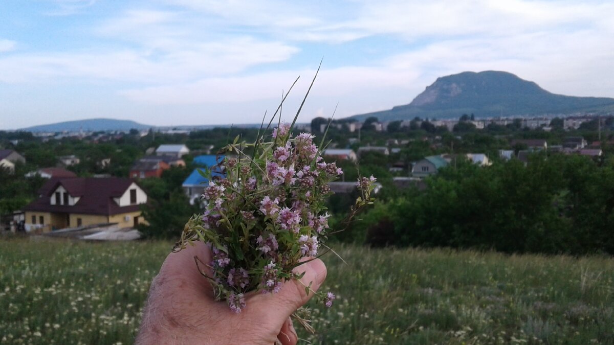 Чабрец в моей руке