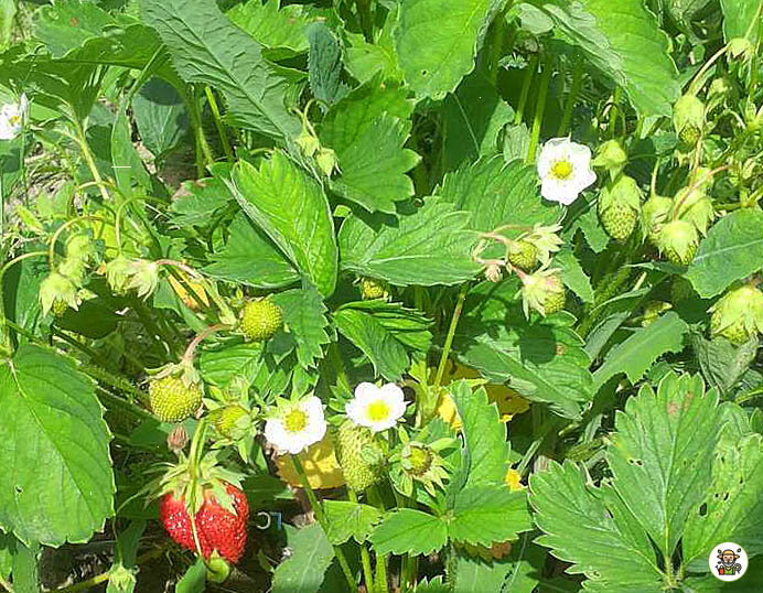 Клубника на грядке