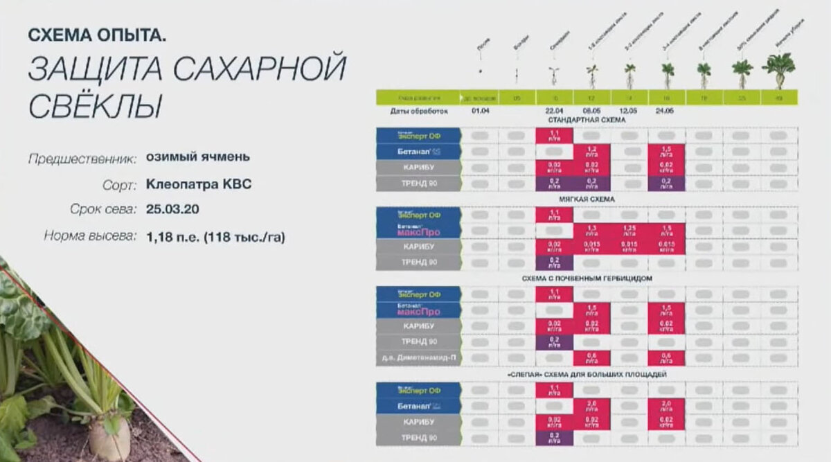 Схема посева кормовой свеклы