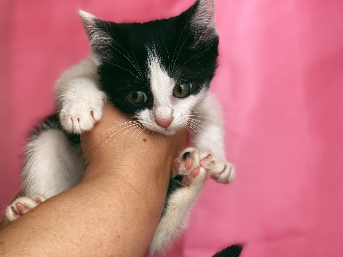 Писк котят. Васюта кошка. Аудиозапись писк котенка. Писк котят слушать для кошки.