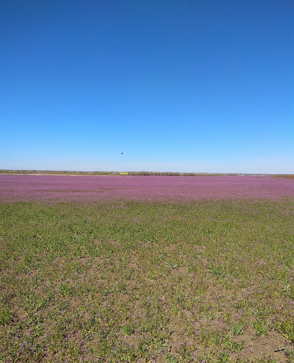 фото автора. Поле около Большой Черниговки Самарской области