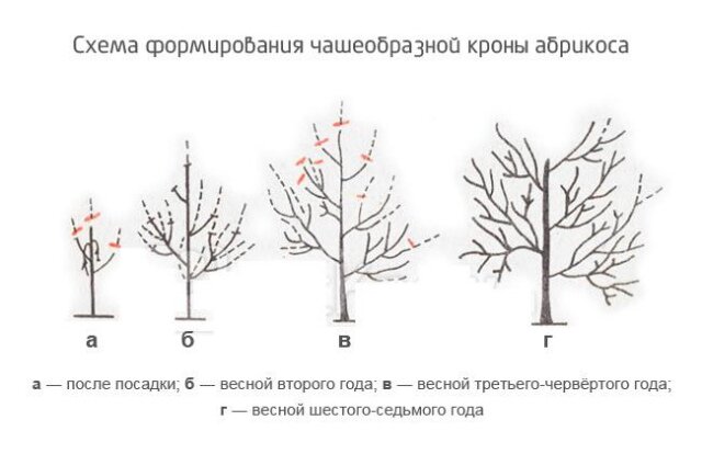 Корневая система абрикоса схема