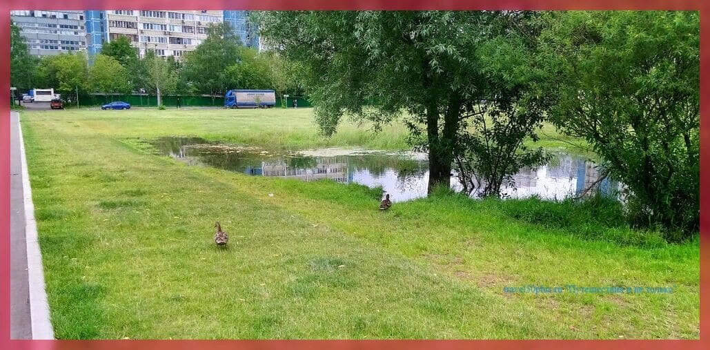 Небольшая запруда между двух улиц в центре Ясенево и утки