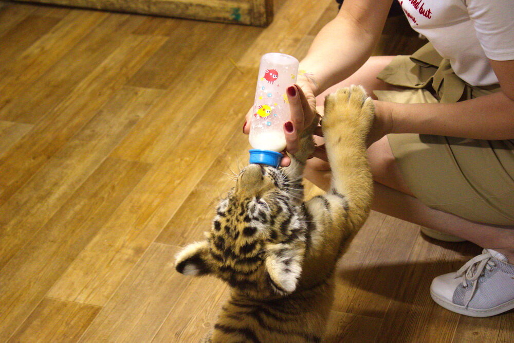 В нижегородском зоопарке «Мадагаскар» тигрица отказалась от своего новорожденного тигренка. Все заботы по его воспитанию, легли на плечи врачей и киперов. Тигренок, который размером немного превышает обычного кота есть шесть раз в день и требует к себе повышенного внимания. некоторым приходилось оставаться на работе ночью, лишь бы вовремя накормить своего подопечного. Тигренок окреп и встал на все лапы, но жить он будет в другом месте- в скором времени он переедет в другой зоопарк России. В какой именно не уточняется. 