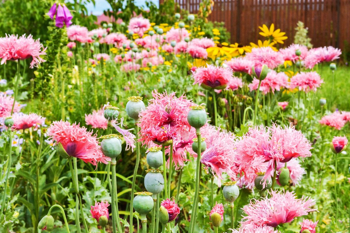 Почему пенсионеры переезжают жить на дачу? Своей историей поделилась  Галина Петровна