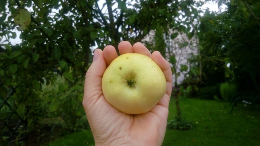 В саду. Фото автора