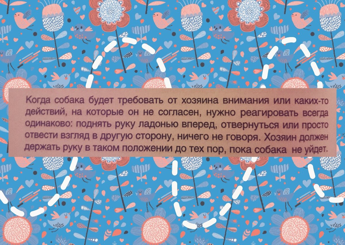 Всего один жест, который остановит лай собаки | Человек-поводырь | Дзен