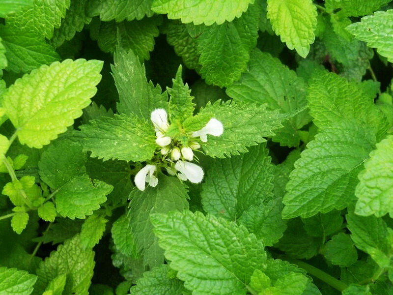 Фото мелиссы. Мелисса оффициналис. Мелисса Lemon Balm. Мелисса лекарственная (Melissa officinalis). Мелисса мята лимонная.