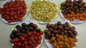 Удивительный мир томатов – черри! Он так красив и разнообразен! Полюбуйтесь на них!