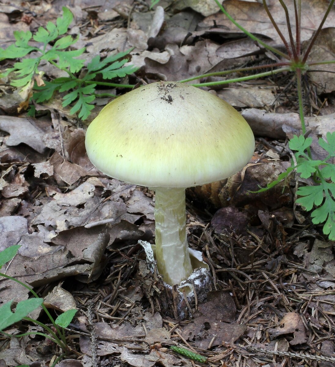 Многообразие видов: Цезарский гриб (лат. Amanita caesarea), Кесарев  мухомор, яичный гриб | Грибы: собираем, готовим, едим | Дзен