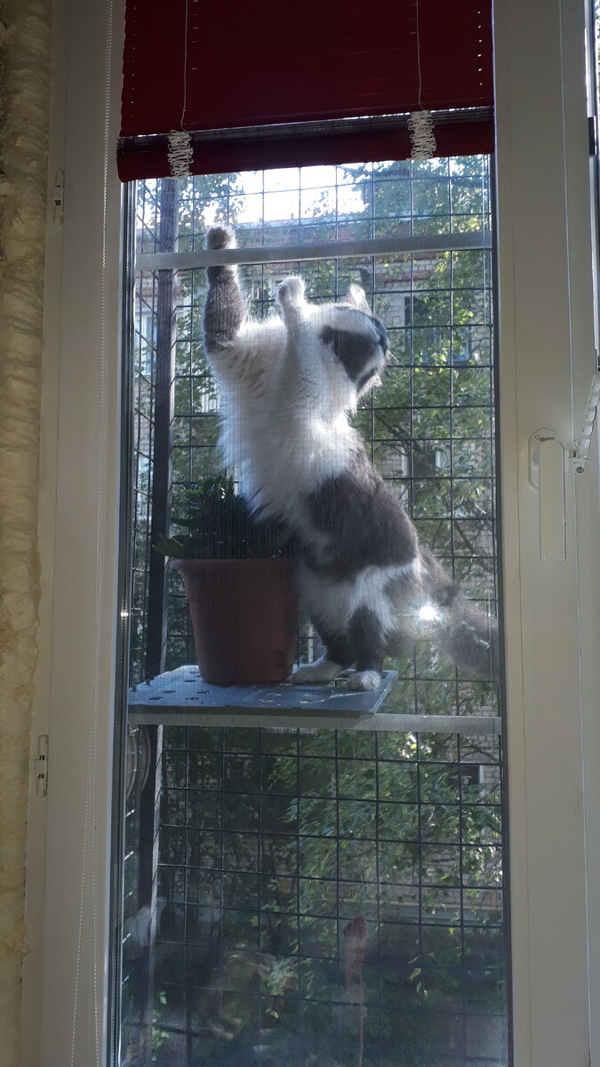 ну как его не любить 