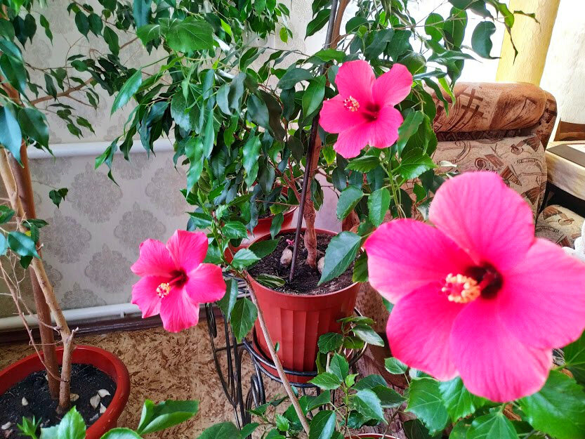 6 соток. Светлана Аниканова