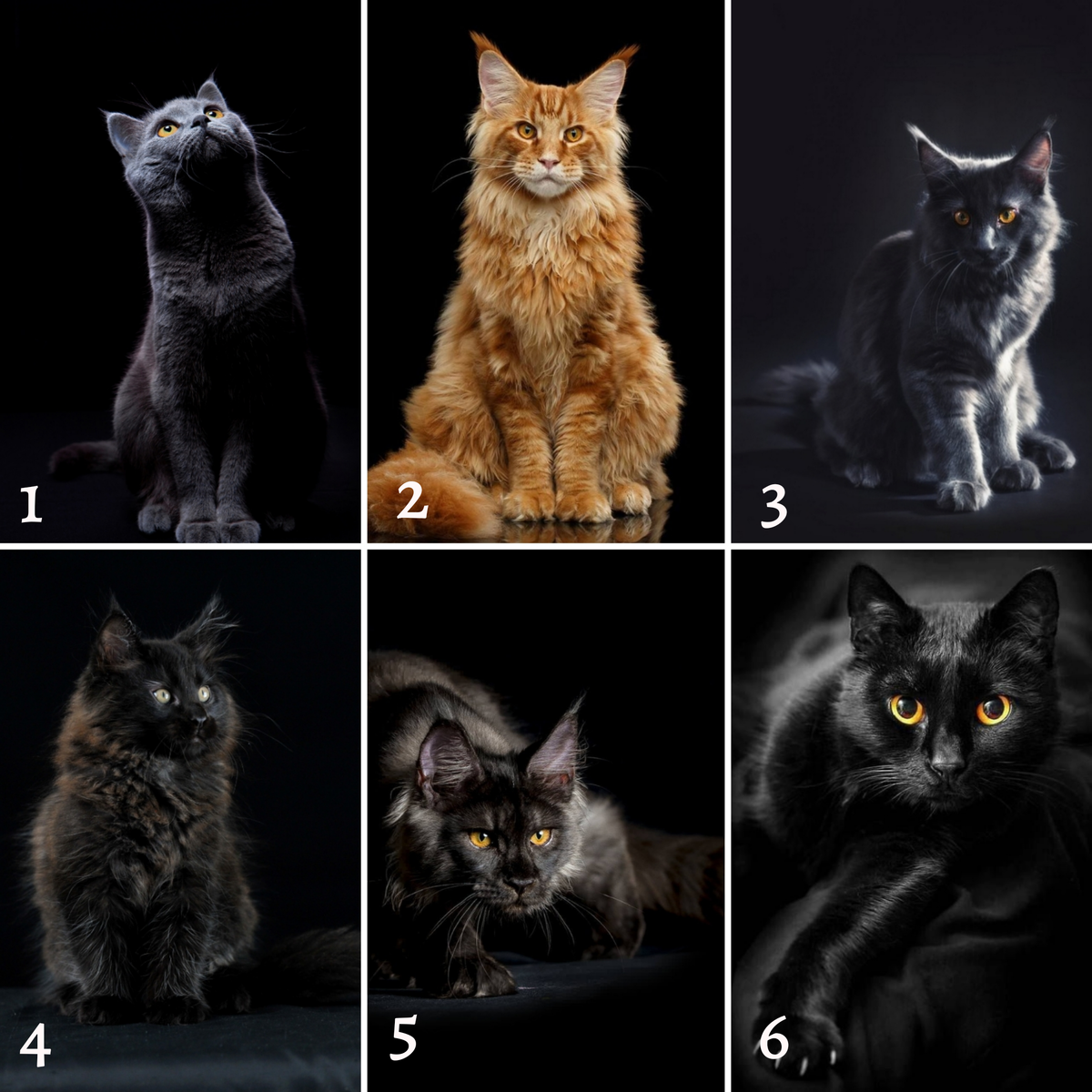 Выбере кошку 