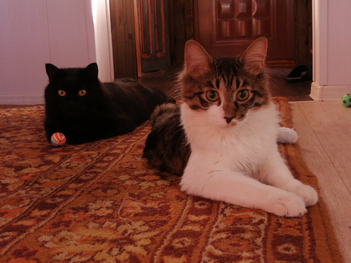 Нафаня и Сеня