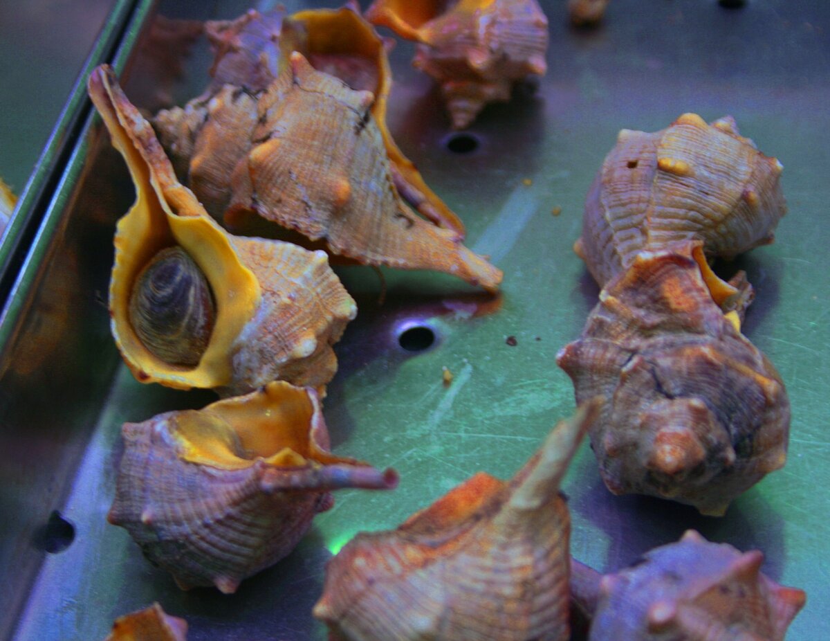 Bolinus brandaris. Фото взято из сети.